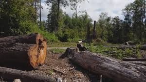 Best Firewood Processing and Delivery  in Desoto, TX