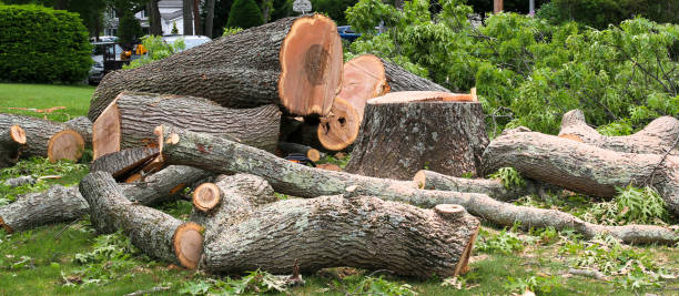 Best Seasonal Cleanup (Spring/Fall)  in Desoto, TX