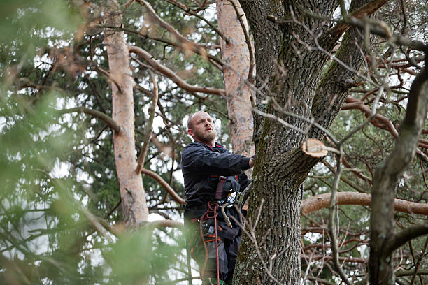 How Our Tree Care Process Works  in  Desoto, TX