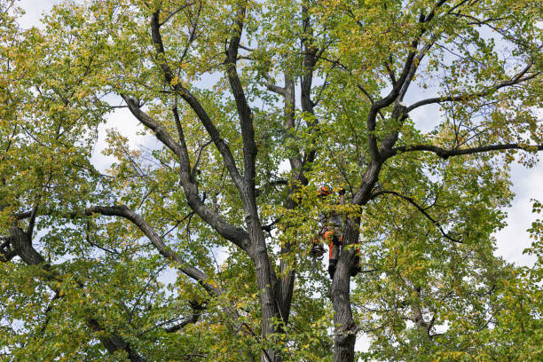 Best Tree Planting  in Desoto, TX